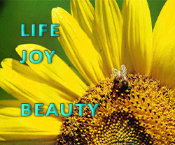 Life Joy and Beauty